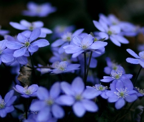 Kwiatuszki, Ogród, Niebieskie