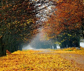 Droga, Jesień, Liście, Drzewa