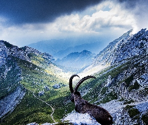 Góry, Alpy Urneńskie, Szwajcaria, Dolina, Kozioł, Masyw Pilatus