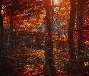 Las, Kolorowe, Jesień, Przebijające, Światło, Liście