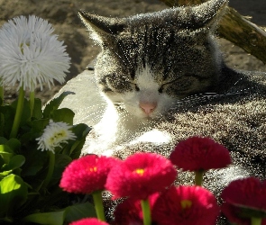 Kot, Liście, Stokrotki, Kwiaty