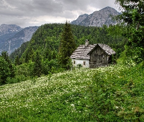 Góry, Kwiaty, Łąka, Domek, Lasy