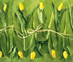 Tulipany, Żółte
