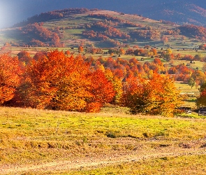 Góry, Jesień, Drzewa, Pola