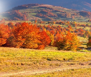 Jesień, Drzewa, Góry, Pola