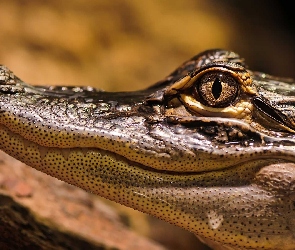 Paszcza, Oczy, Aligator