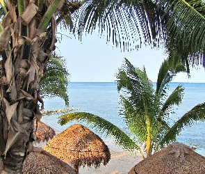 Palmy, Morze