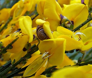 Żółte, Ślimak, Kwiatki