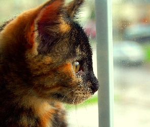 Kot, Obserwacja, Okno