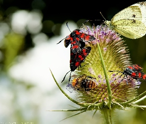 Oset, Pszczoła, Motyl, Owady