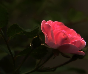 Różowa, Fractalius, Róża