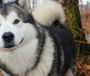 Alaskan Malamute