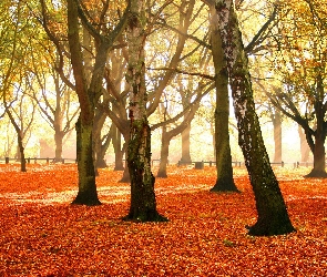 Park, Jesień, Przebijające, Światło, Liście