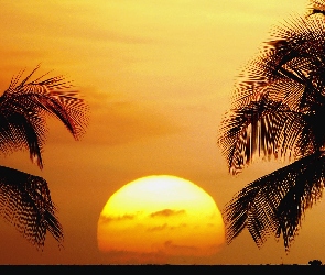 Słońca, Palmy, Zachód