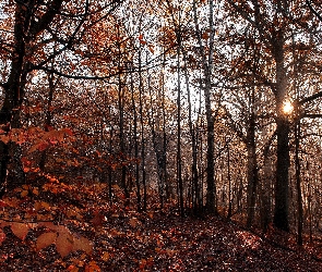 Las, Jesień, Słońca, Promienie