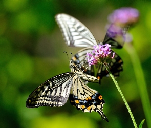 Motyl, Makro, Roślina