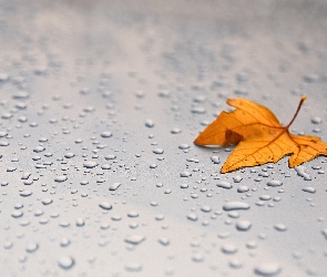 Jesienny, Deszczu, Krople, Liść