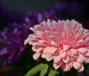 Aster, Kwiat, Różowy
