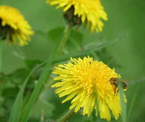 Pszczoła, Owad, Łąka, Trawa, Mniszek