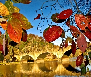 Jesień, Most, Liście, Rzeka, Las