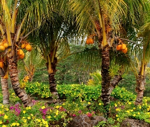 Kokosowy, Kwiaty, Ogród