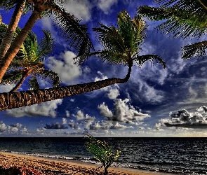 Ocean, Tropiki, Palmy, Plaża