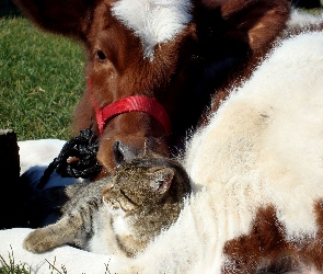 Krowa, Przyjaciele, Kotek