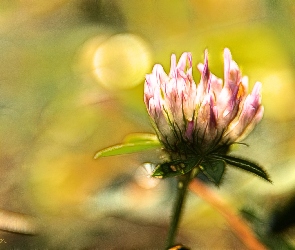 Koniczyna, Fractalius, Różowa