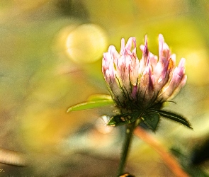 Różowa, Fractalius, Koniczyna