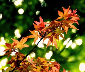 Kolorowe, Jesień, Liście