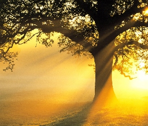 Drzewo, Słońca, Promienie, Łąka