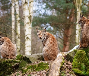 Rysie, Skały, Las