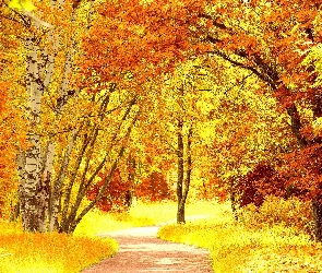 Alejka, Jesień, Drzewa, Kolorowe, Park
