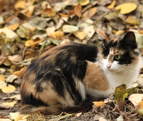 Jesienne, Liście, Kot