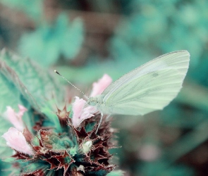 Motyl, Roślina, Zielony