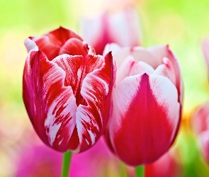 Tulipany
