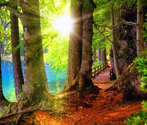 Las, Promienie słońca, Mostek