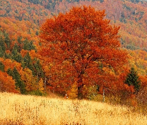 Góry, Lasy, Jesień, Drzewa, Łąki, Kolorowe