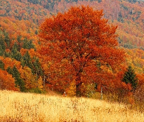 Jesień, Łąki, Lasy, Góry, Kolorowe, Drzewa