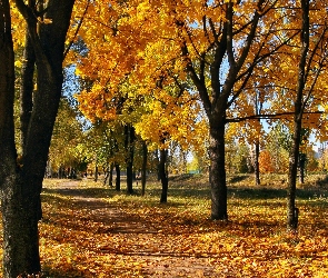 Jesień, Liście, Drzewa, Park