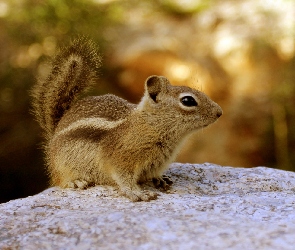 Chipmunk, Las, Ziemna, Skała, Wiewiórka