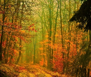 Las, Jesień, Przebijające, Światło, Droga