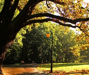 Park, Drzewa, Ławki, Latarnia, Aleja, Dąb