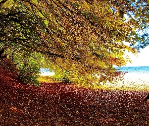 Wybrzeże, Jesień, Drzewa
