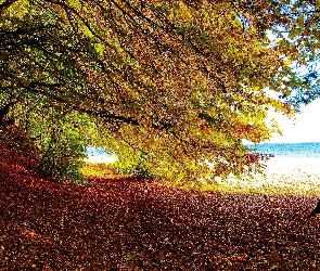 Drzewa, Jesień, Wybrzeże