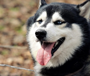 Siberian Husky, Język