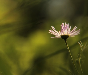 Kwiatek, Fioletowy
