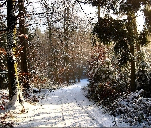 Droga, Śnieg, Las