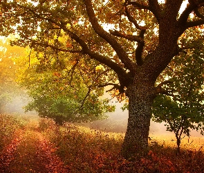 Drzewa, Jesień, Mgła, Liście, Droga