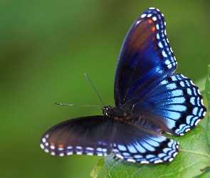 Motyl, Owad, Kolorowe, Liść